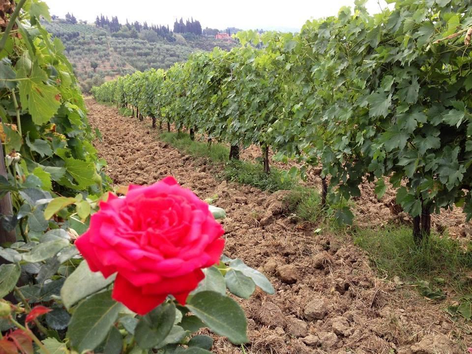 Fattoria Di Fubbiano Villa Collodi Kamer foto